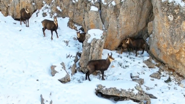 Munzur Dağları'nın zirvesinde şamualar g&ouml;r&uuml;nt&uuml;lendi