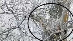 Nesli Tehlike Altındaki Vaşak, Sivas'ta Ağa&ccedil;ta G&ouml;r&uuml;nt&uuml;lendi