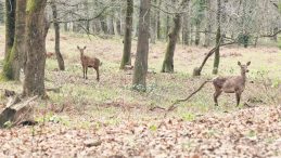 Nesli T&uuml;kenen Kızıl Geyikler İstanbul'da &Uuml;retiliyor