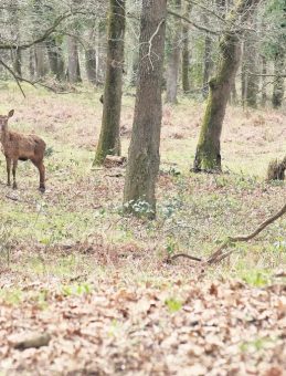 Nesli T&uuml;kenen Kızıl Geyikler İstanbul'da &Uuml;retiliyor