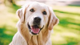 Poni'nin Velayeti Belli Oldu! Hafta İ&ccedil;i 'Baba'da, Hafta Sonu 'Anne'de