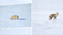 Şaşırtıcı avlanma yetenekleri! Kars'ta karlar i&ccedil;erisinde g&ouml;r&uuml;nt&uuml;lendi