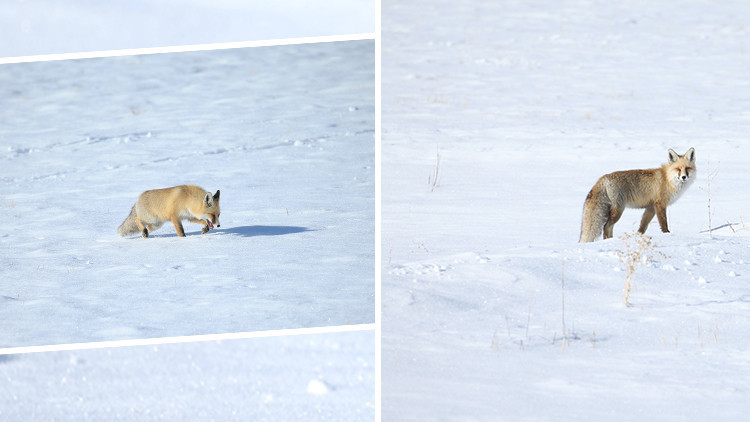 Şaşırtıcı avlanma yetenekleri! Kars'ta karlar i&ccedil;erisinde g&ouml;r&uuml;nt&uuml;lendi