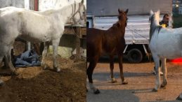 SON DAKİKA&hellip; İstanbul Ataşehir&rsquo;de skandal g&ouml;r&uuml;nt&uuml;: Atları kesip satışa sunmuşlar&hellip;