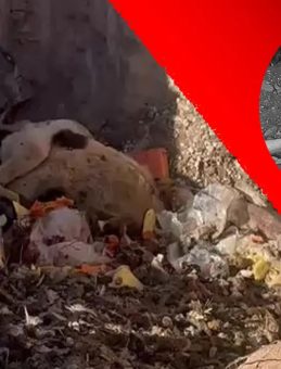 Sözde Barınakta Dehşet Görüntüler: Köpekler Açlıktan Birbirini Yedi!