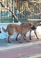S&uuml;r&uuml; Halindeki K&ouml;pekler Vatandaşı Korkutuyor