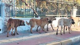 S&uuml;r&uuml; Halindeki K&ouml;pekler Vatandaşı Korkutuyor