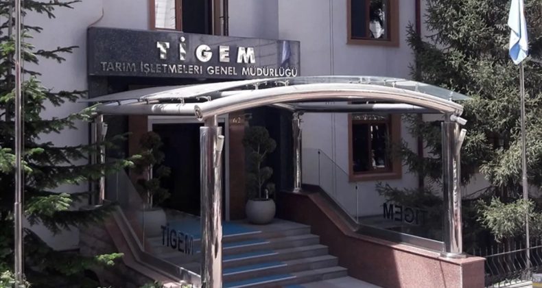 TİGEM, 14 Safkan Arap Kısrağını Satışa Çıkartıyor