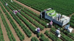 T&Uuml;İK Verilerine G&ouml;re Bitkisel &Uuml;retim D&uuml;ş&uuml;şte