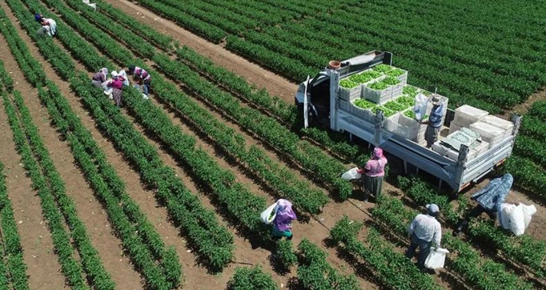 T&Uuml;İK Verilerine G&ouml;re Bitkisel &Uuml;retim D&uuml;ş&uuml;şte