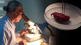 T&uuml;rkiye Kıyılarında İlk Kez G&ouml;r&uuml;ld&uuml;! '2 Santimetre B&uuml;y&uuml;kl&uuml;ğ&uuml;nde Pop&uuml;lasyonu Artacak'