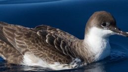 T&uuml;rkiye'de İlk Kez G&ouml;r&uuml;nt&uuml;lendi: Okyanuslarda Yaşayan &Ccedil;ok Nadir Bir T&uuml;r!