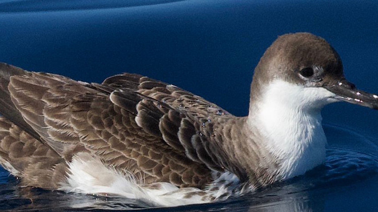 T&uuml;rkiye'de İlk Kez G&ouml;r&uuml;nt&uuml;lendi: Okyanuslarda Yaşayan &Ccedil;ok Nadir Bir T&uuml;r!