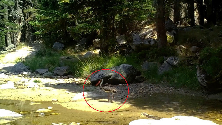 T&uuml;rkiye'de Nadir G&ouml;r&uuml;len Bir T&uuml;r: Fotokapanla B&ouml;yle G&ouml;r&uuml;nt&uuml;lendi