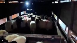 Uyuşturucu K&uuml;&ccedil;&uuml;kbaş Hayvanların Karın Boşluklarında Saklanmış! İki Ş&uuml;pheli G&ouml;zaltına Alındı