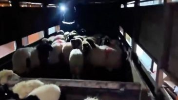 Uyuşturucu K&uuml;&ccedil;&uuml;kbaş Hayvanların Karın Boşluklarında Saklanmış! İki Ş&uuml;pheli G&ouml;zaltına Alındı