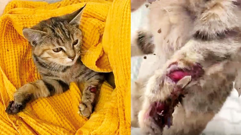 Yavru Kediye Yapılan İşkence