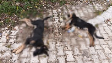 Yol Kenarında Beş Sokak K&ouml;peği &Ouml;l&uuml; Bulundu! Valilikten İnceleme Başlatıldı