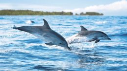 Yunuslar Kimyasallardan Kaçamıyor