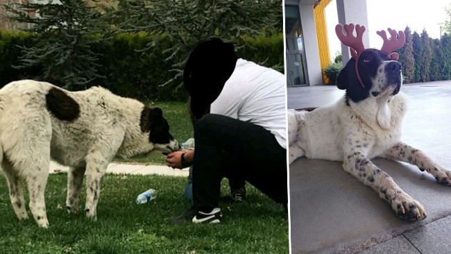 'Matmazel'in Darbe Edilerek &Ouml;ld&uuml;r&uuml;ld&uuml;ğ&uuml; İddiasına İlişkin Soruşturma: 'G&ouml;m&uuml;ld&uuml;ğ&uuml; Yerden &Ccedil;ıkarıldı'