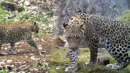 2019 Yılında İlk Defa Batı Akdeniz'de G&ouml;r&uuml;ld&uuml;: DNA &Ccedil;alışması Başlatıldı! Tazminat Bedeli 45 Milyon TL Olarak Belirlendi