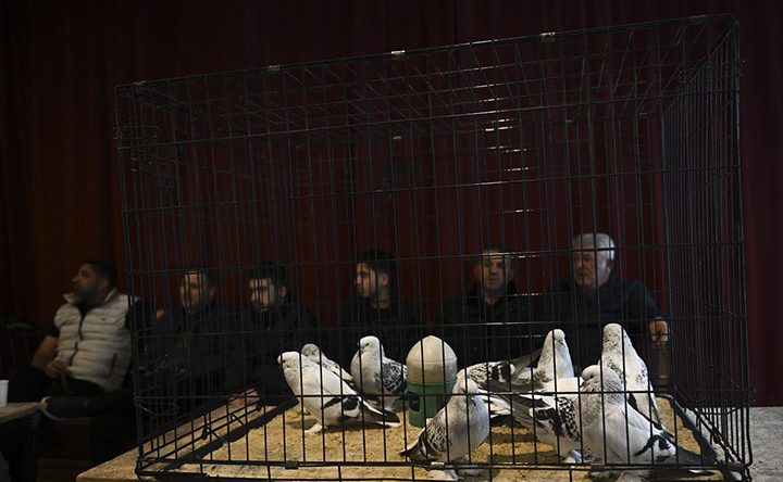 24. Uluslararası Şebap Güvercin Festivali'nde büyük ilgi!