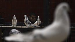 24. Uluslararası Şebap G&uuml;vercin Festivali'ne yoğun ilgi! 'Daire fiyatına g&uuml;vercin var'