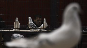 24. Uluslararası Şebap G&uuml;vercin Festivali'ne yoğun ilgi! 'Daire fiyatına g&uuml;vercin var'