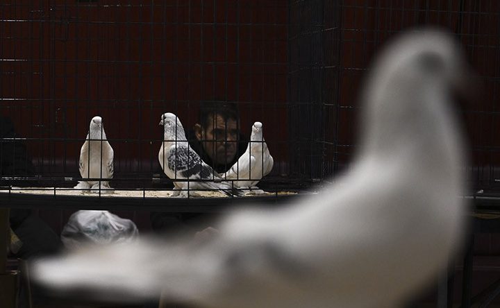 24. Uluslararası Şebap G&uuml;vercin Festivali'ne yoğun ilgi! 'Daire fiyatına g&uuml;vercin var'