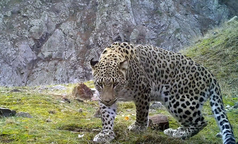 Erkek Anadolu parsı