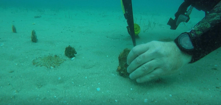 Pinna Nobilis