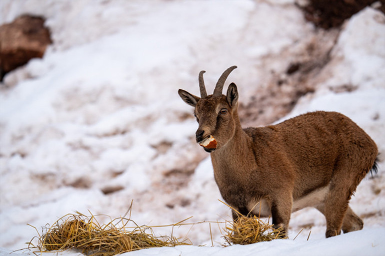 Yaban keçileri otlanıyor