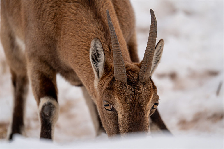 Yaban keçileri yiyecek ararken