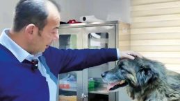 Acı &Uuml;st&uuml;ne Acı &Ccedil;ekmiş