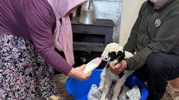 Adını 'Kıvırcık' Koydukları Kuzuya Evde Bebek Gibi Bakıyorlar