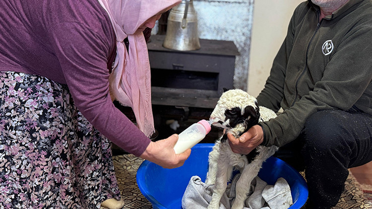 Adını 'Kıvırcık' Koydukları Kuzuya Evde Bebek Gibi Bakıyorlar