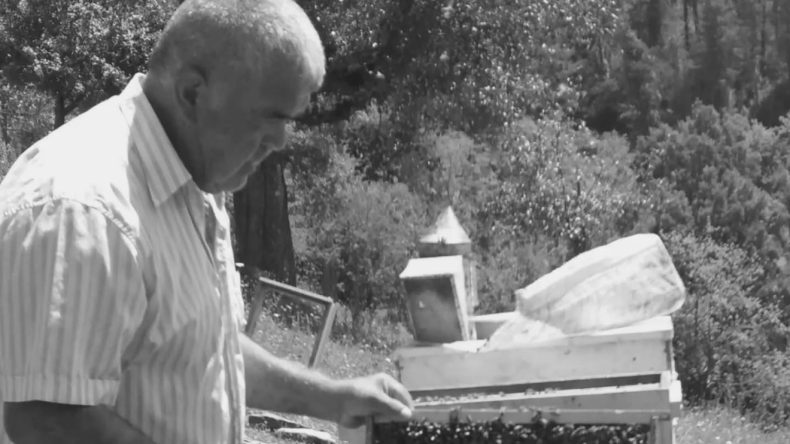 Ağa&ccedil; Kesme Faciası: Ezilerek Hayatını Kaybetti!