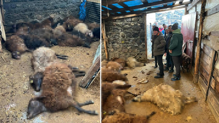 Ağıla Giren Kurtlar Ağırlıkla Koyunları Par&ccedil;aladı | 130 Koyun Yok Oldu