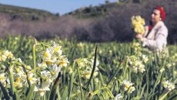 Aile b&uuml;t&ccedil;esine mis kokulu destek