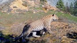 Anadolu Parsına Zarar Verene 45 Milyon TL Para Cezası, 5 Yıl Hapis