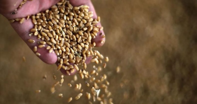 Anadolu Tarım İşletmesi M&uuml;d&uuml;rl&uuml;ğ&uuml; 327 Ton Buğday Satışı Ger&ccedil;ekleştirecek