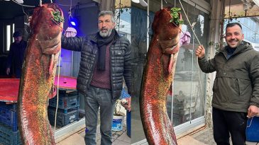 Ankara'daki g&ouml;lde yakalandı | G&uuml;&ccedil;l&uuml;kle &ccedil;ıkardılar: 2 metre uzunluğunda 85 kilo ağırlığında