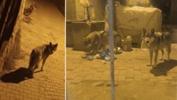 Ankara'nın Beypazarı'nda A&ccedil; Kurtlar Sokaklarda G&ouml;r&uuml;nt&uuml;lendi