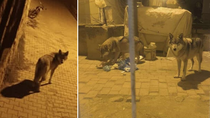 Ankara'nın Beypazarı'nda A&ccedil; Kurtlar Sokaklarda G&ouml;r&uuml;nt&uuml;lendi