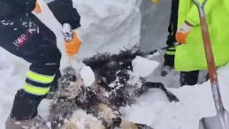 Artvin'deki &Ccedil;ığda Kalan İki &Ccedil;obanın Kimliği Belirlendi