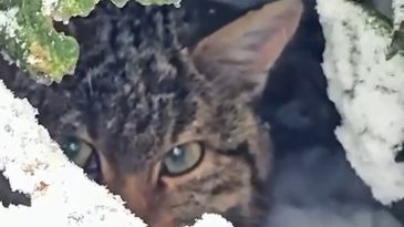 Bolu'da Karla Kaplı Ormanda Fotokapanla G&ouml;r&uuml;nt&uuml;lendi