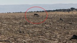 Bu kez Şırnak'ta g&ouml;r&uuml;nt&uuml;lendi! 'G&ouml;r&uuml;ld&uuml;ğ&uuml; yerlerde vatandaşlar bilgilendirilmeli'