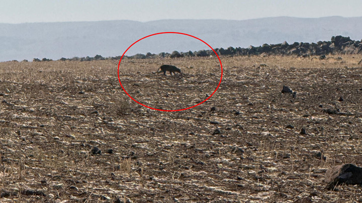 Bu kez Şırnak'ta g&ouml;r&uuml;nt&uuml;lendi! 'G&ouml;r&uuml;ld&uuml;ğ&uuml; yerlerde vatandaşlar bilgilendirilmeli'