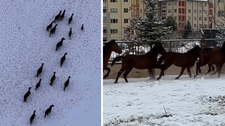 Bu seferki ne kurt ne domuz! Kar bastırınca yiyecek bulmak i&ccedil;in kente indiler