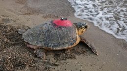 Caretta Caretta Tuba İkinci D&uuml;nya Turunda: 5 Ayda 10 Bin Kilometre Yol Katetti!